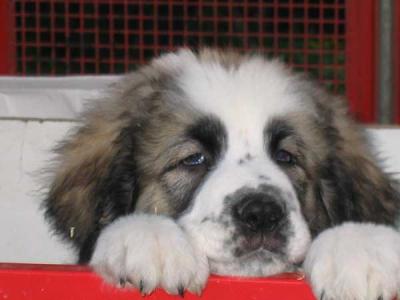 Mi perro, mi mejor amigo